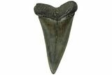 Fossil Broad-Toothed Mako Tooth - South Carolina #214685-1